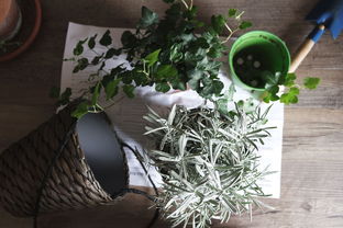 盆栽金银花种植技术要点？