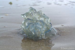 花甲怎样吐沙子（干净有效的方法）