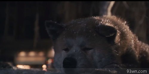 忠犬八公是什么品种的狗？