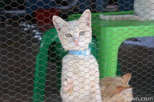 猫传腹是什么症状(了解猫传腹的常见症状和治疗方法)
