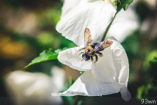  桃花源记中成语？