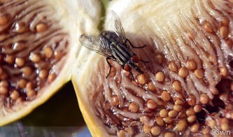 无花果怎样种的步骤是什么？
