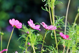  人比黄花瘦是什么意思？