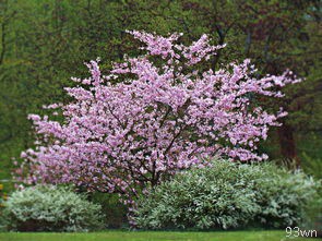  上海市的市花是什么？