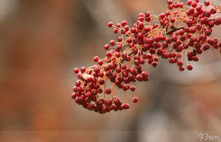 黎字属木还是属火的原因是什么？