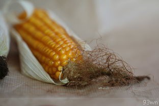 石膏粉刮墙需要多长时间才能完全干透？