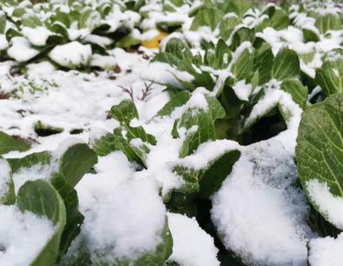 金佛山还有雪吗