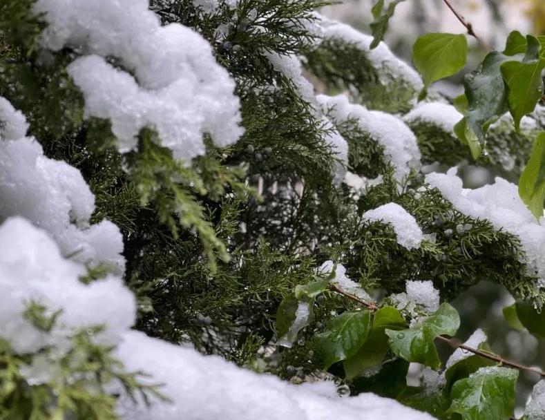 金佛山还有雪吗