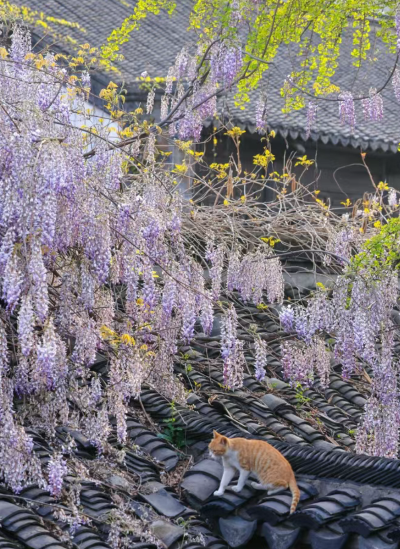 南京鸡鸣寺门票