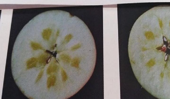 糖心苹果是一种有病