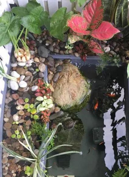 细菌屋有用吗