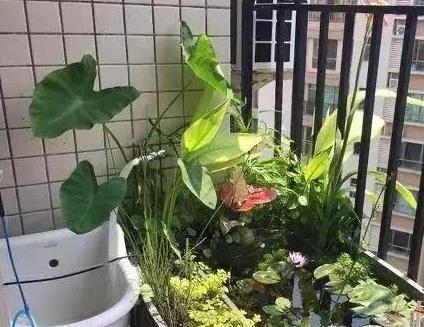 细菌屋有用吗