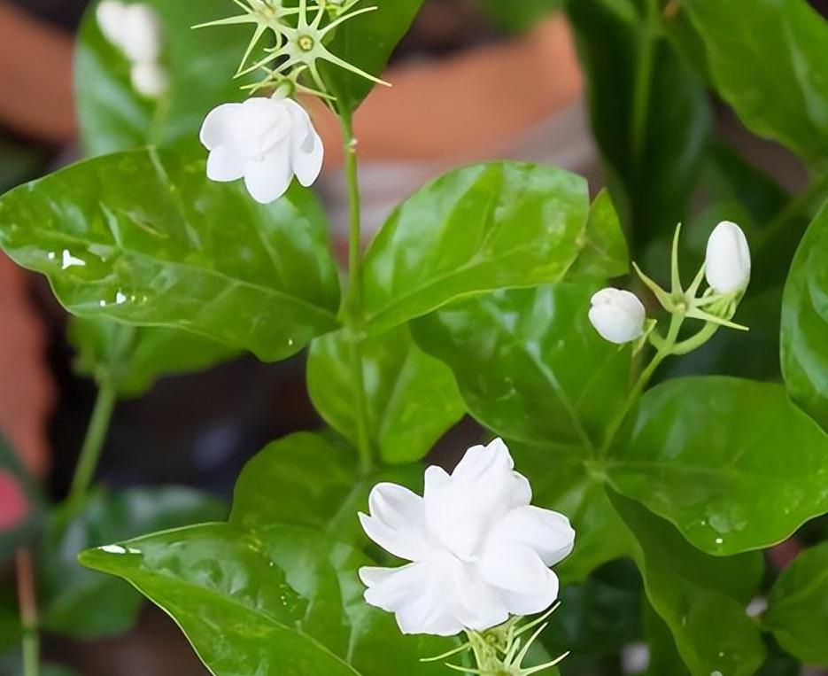 结香花能用硫酸亚铁
