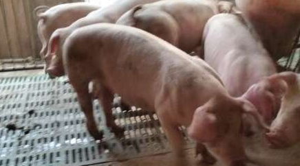 猪用水银体温计可以人用吗