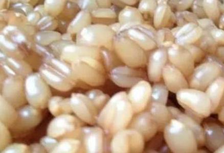 钓鱼泡小麦用什么泡比较好